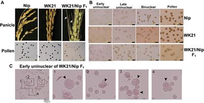 Diploid Male Gametes Circumvent Hybrid Sterility Between Asian and African Rice Species